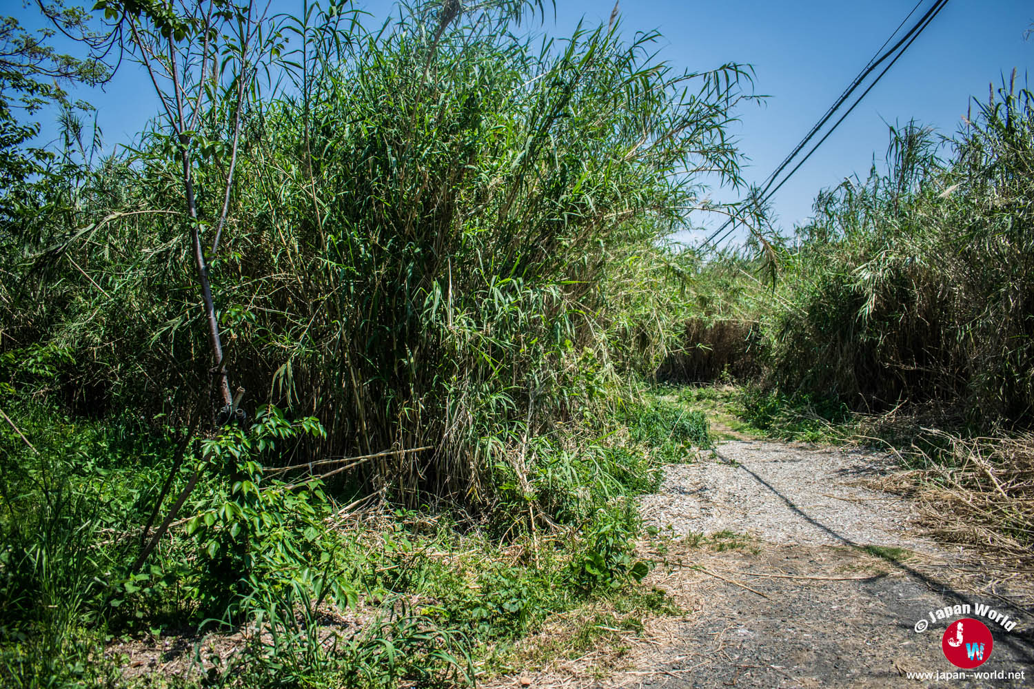 Chemin entouré de végétation menant à une plage d'Ainoshima