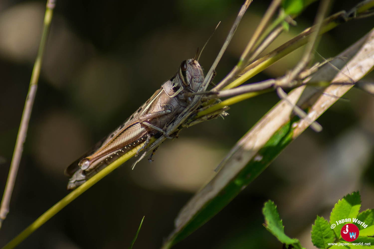Sauterelle posée sur une plante à Ainoshima
