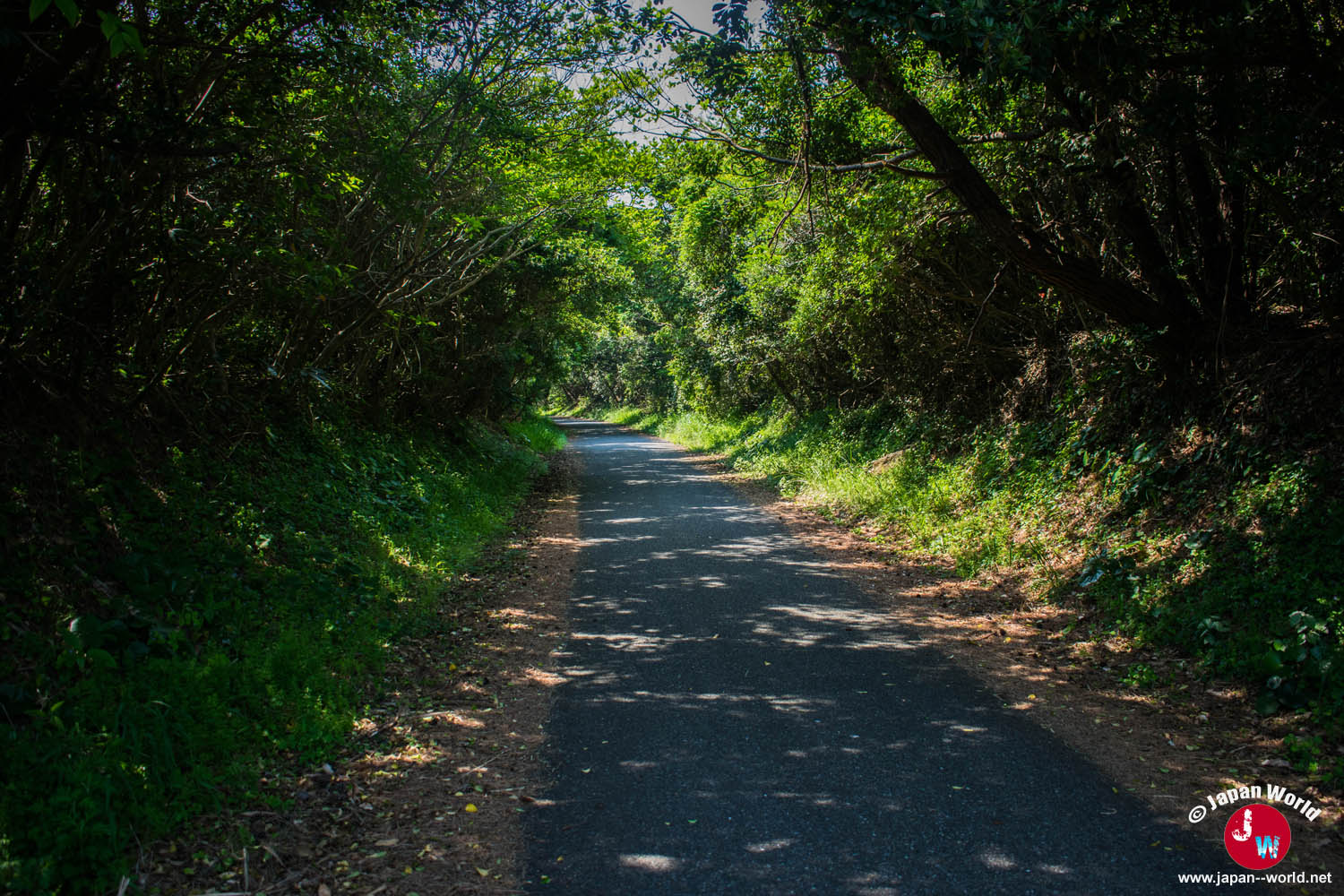 Route boisée traversant l'île d'Ainoshima