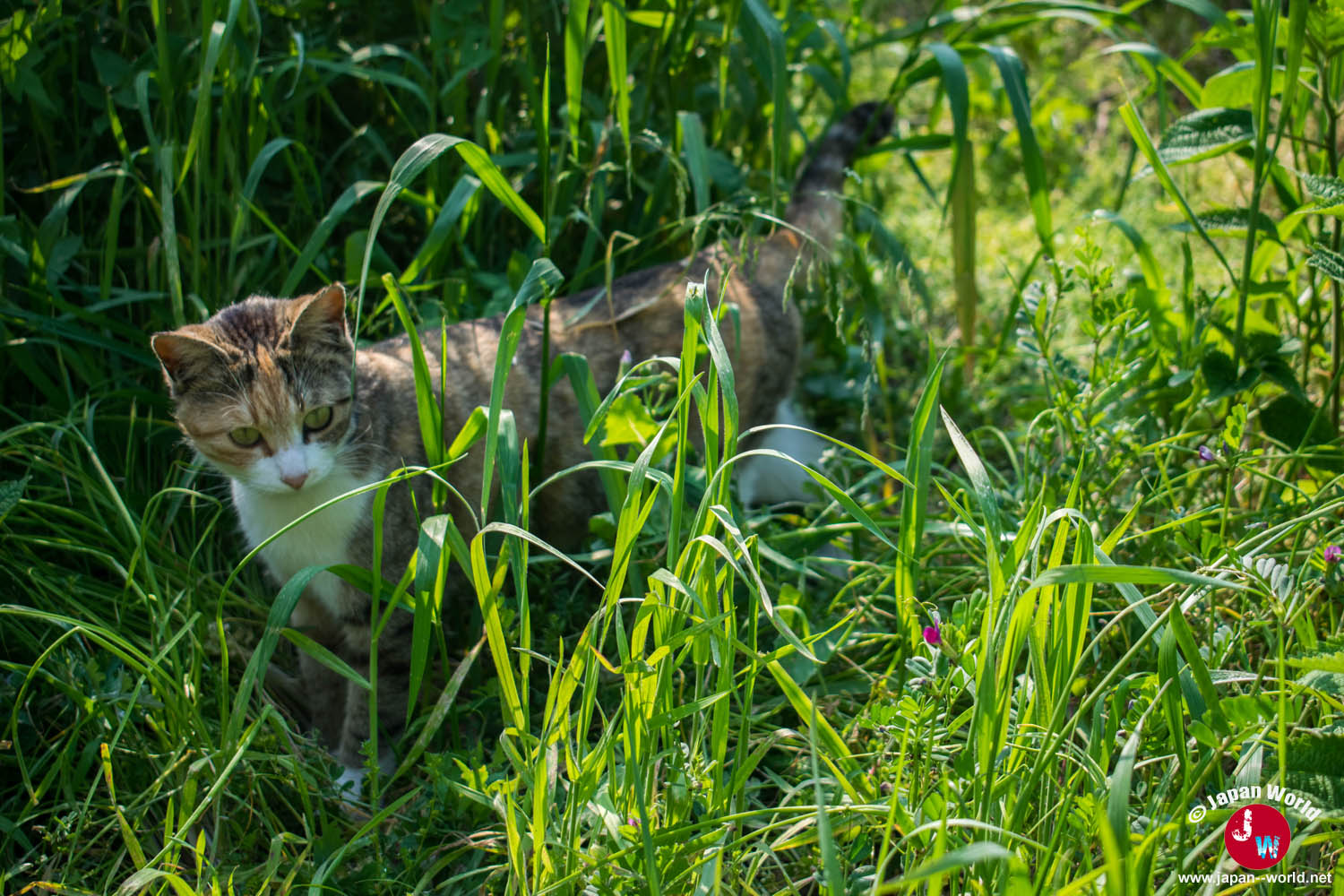 Chat caché dans les hautes herbes à Ainoshima
