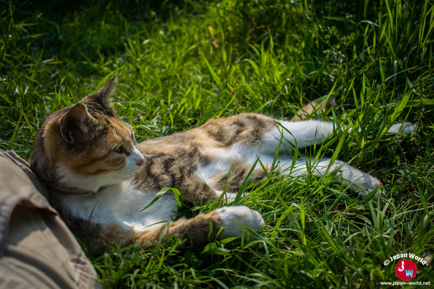Chat allongé dans l'herbe sur l'île d'Ainoshima