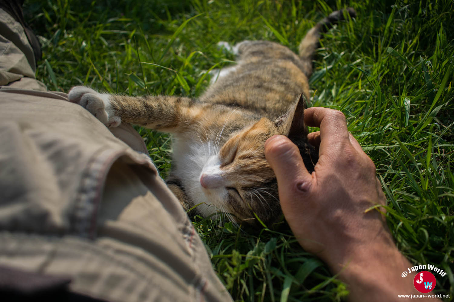 Main caressant un chat allongé à Ainoshima