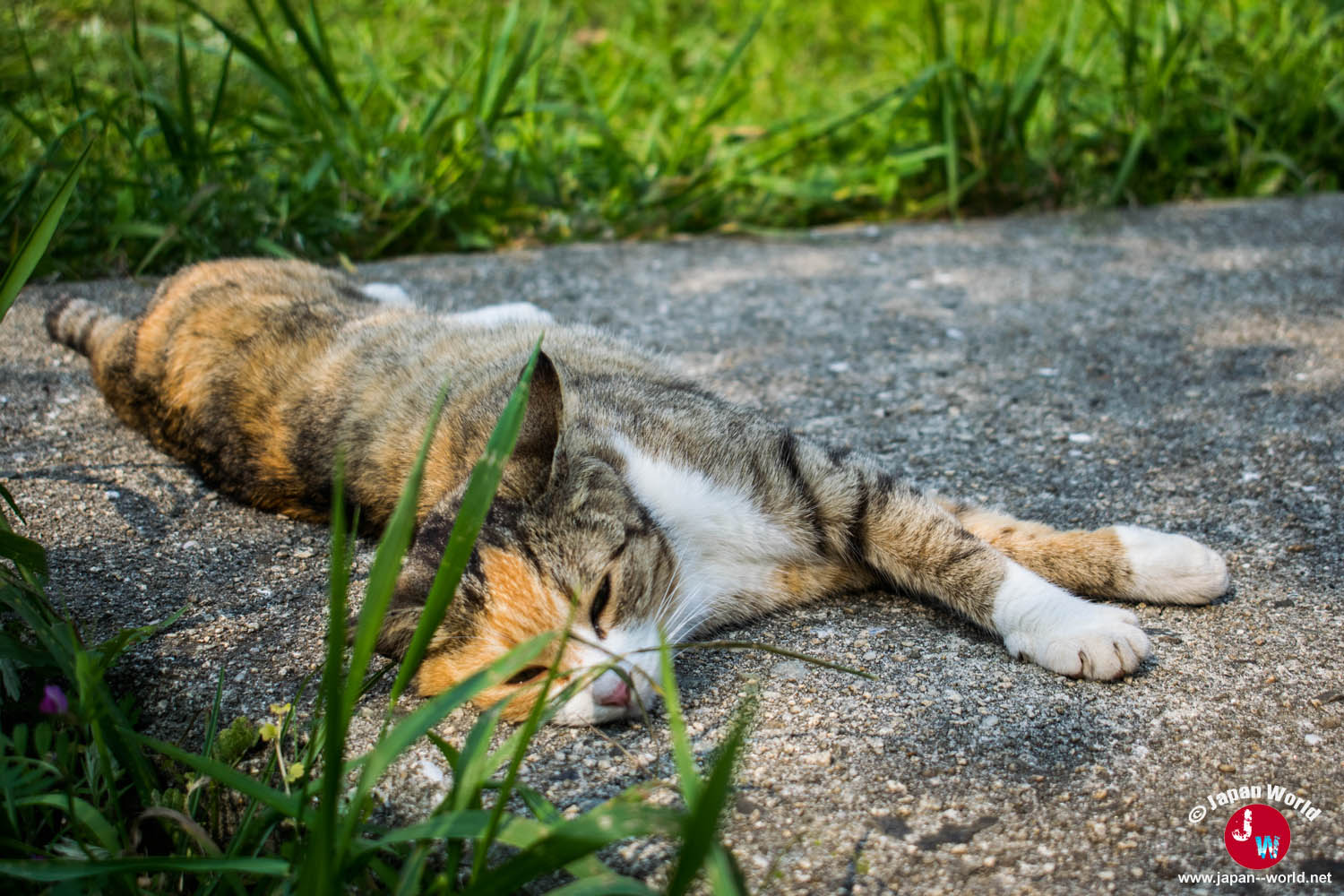 Chat endormi au soleil sur l'île d'Ainoshima