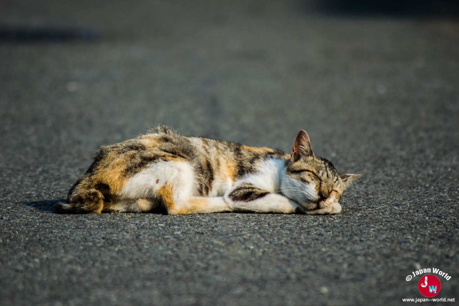 Un chat endormi sur le bitume près du port d'Ainoshima