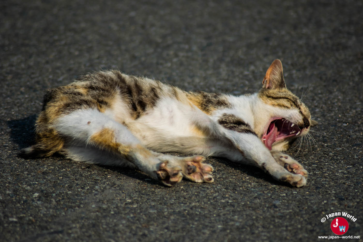 Chat bâillant sur la route à Ainoshima