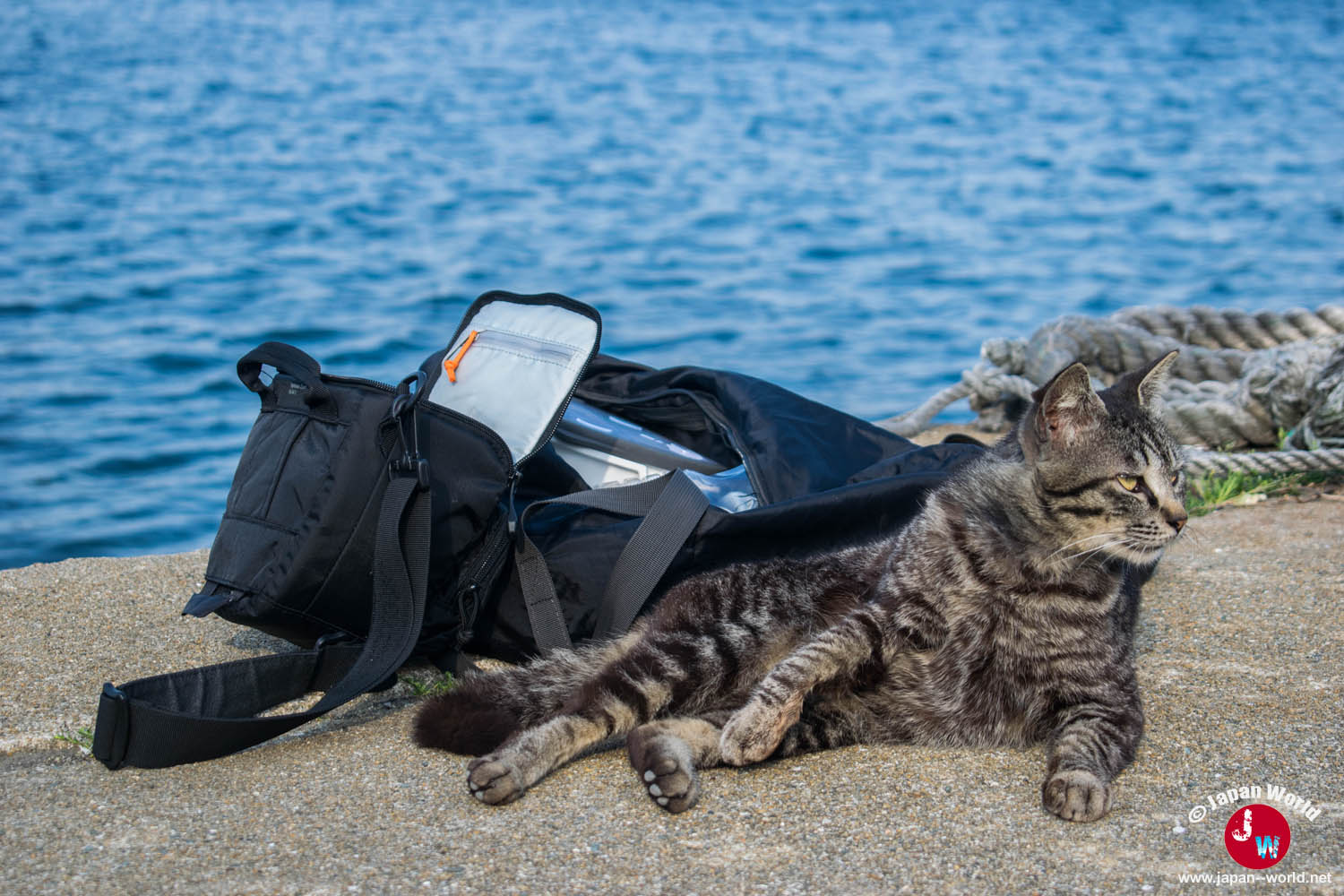 Chat gardant un sac posé au bord de l'eau à Ainoshima