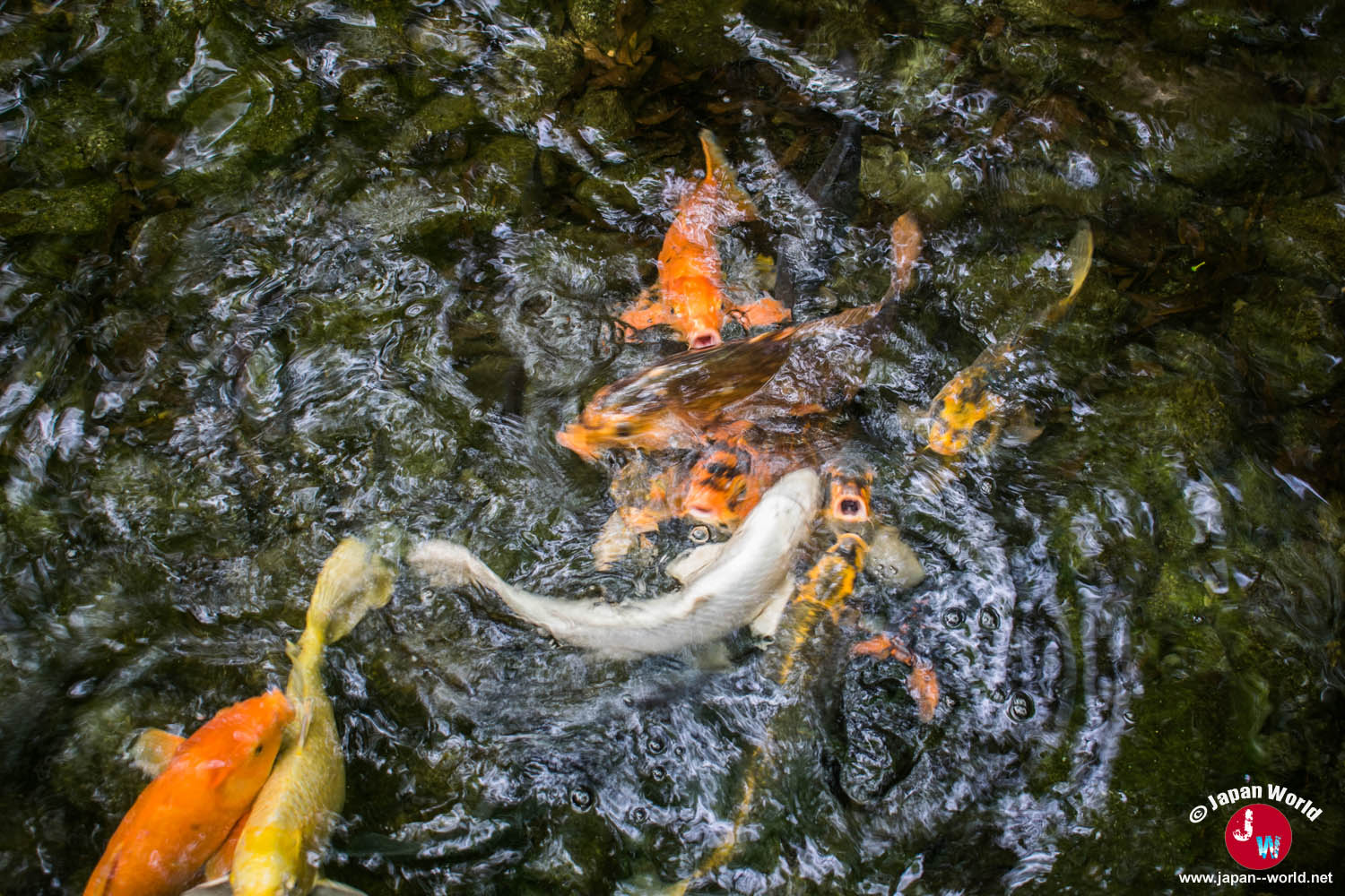 Carpes koi nageant dans l'étang du parc Yusentei