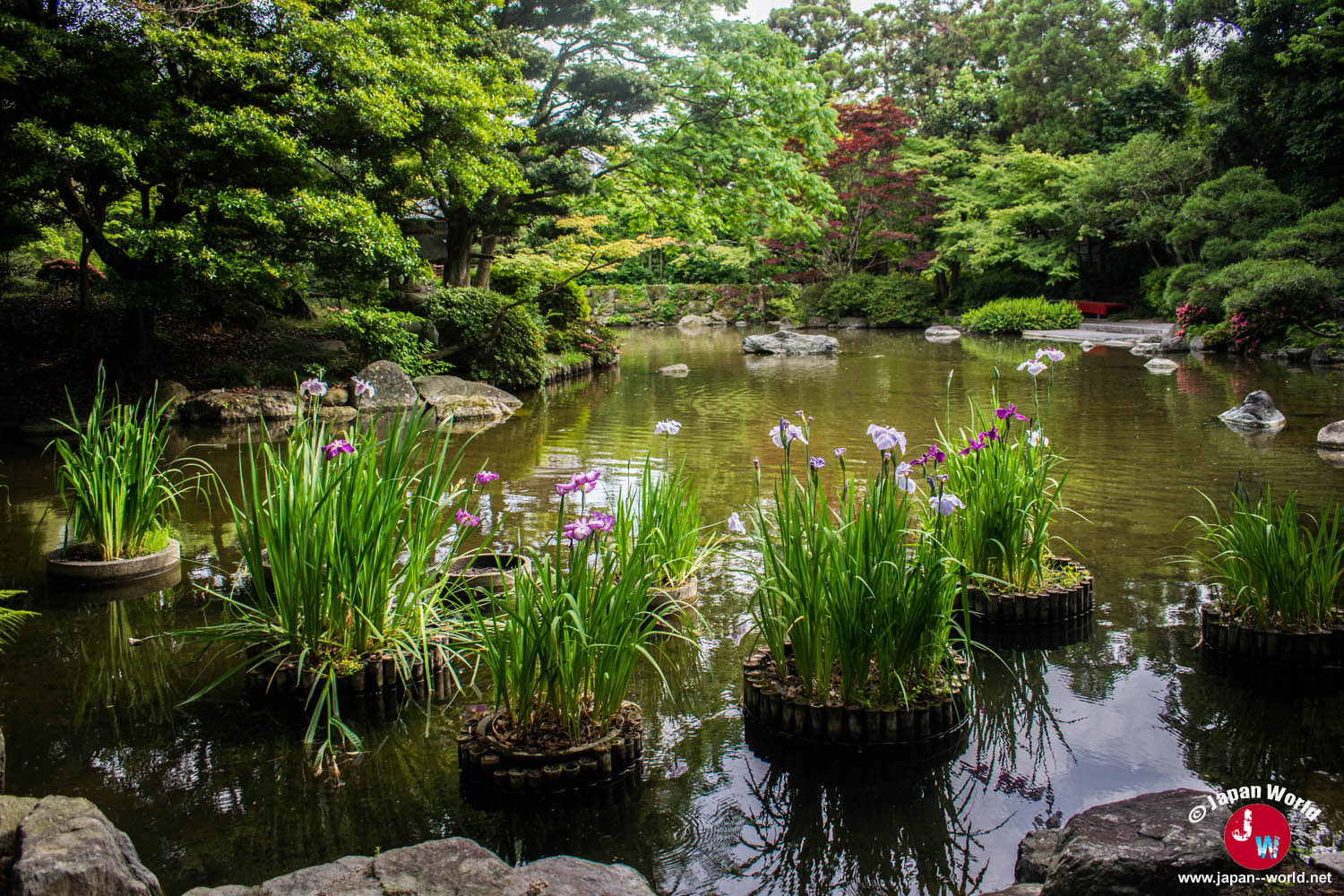 Plantes aquatiques dans l'étang du parc Yusentei