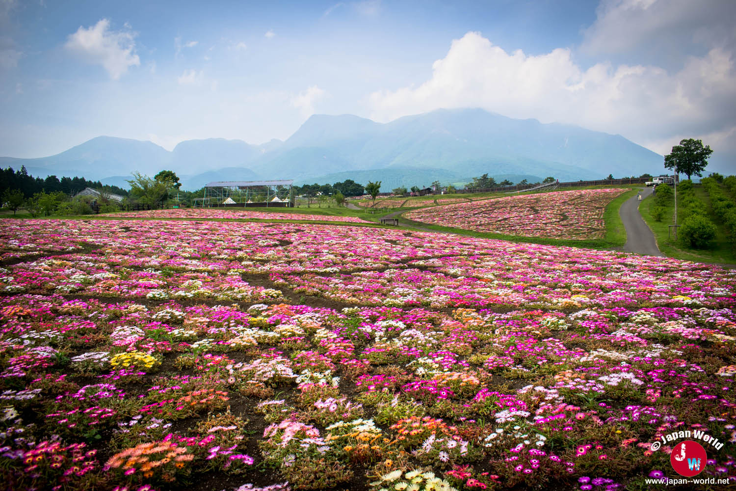 Champ de fleurs roses du Kuju Flower Park avec les monts Kuju en arrière-plan
