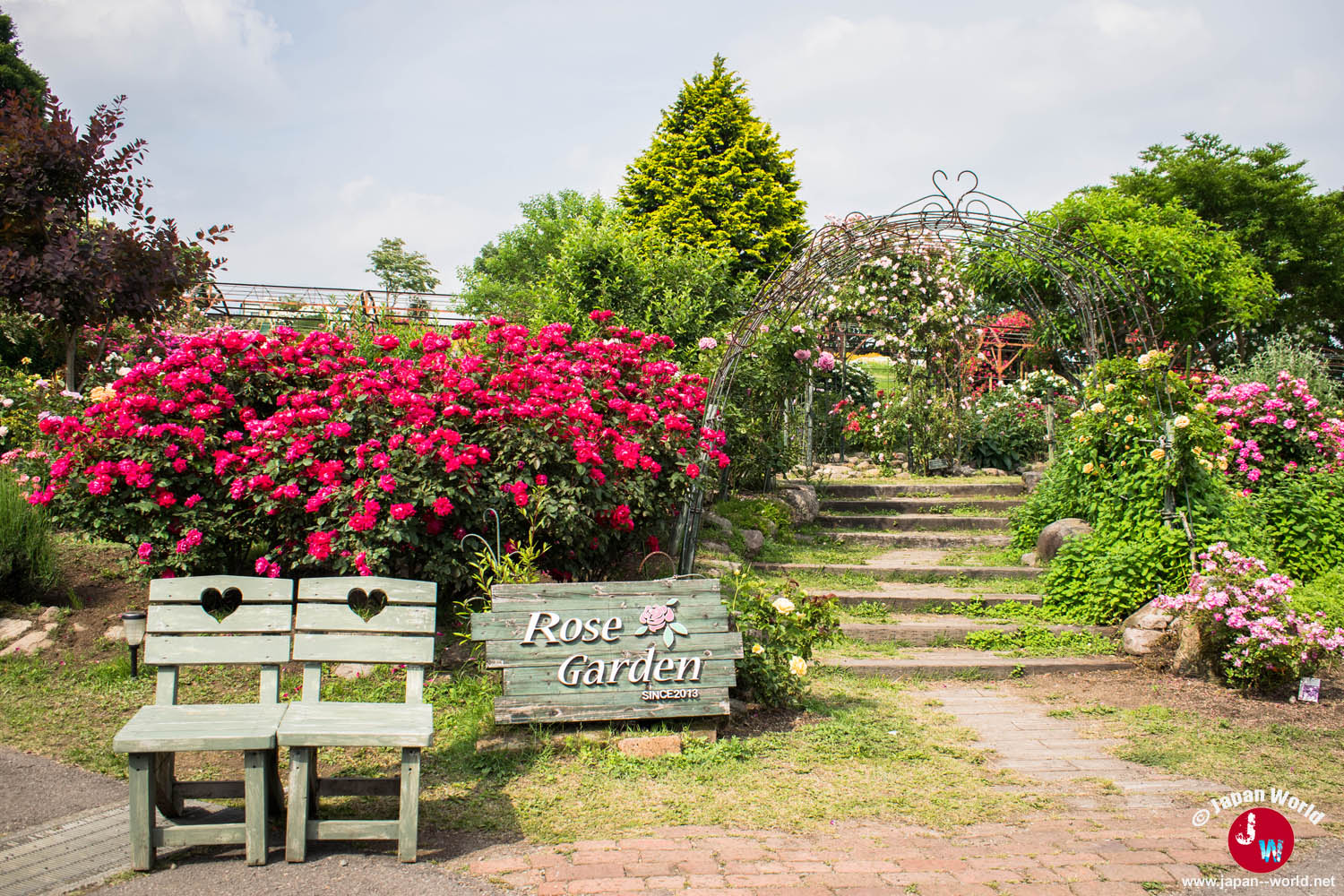 Rosiers en fleurs autour de l'entrée de la roseraie du Kuju Flower Park
