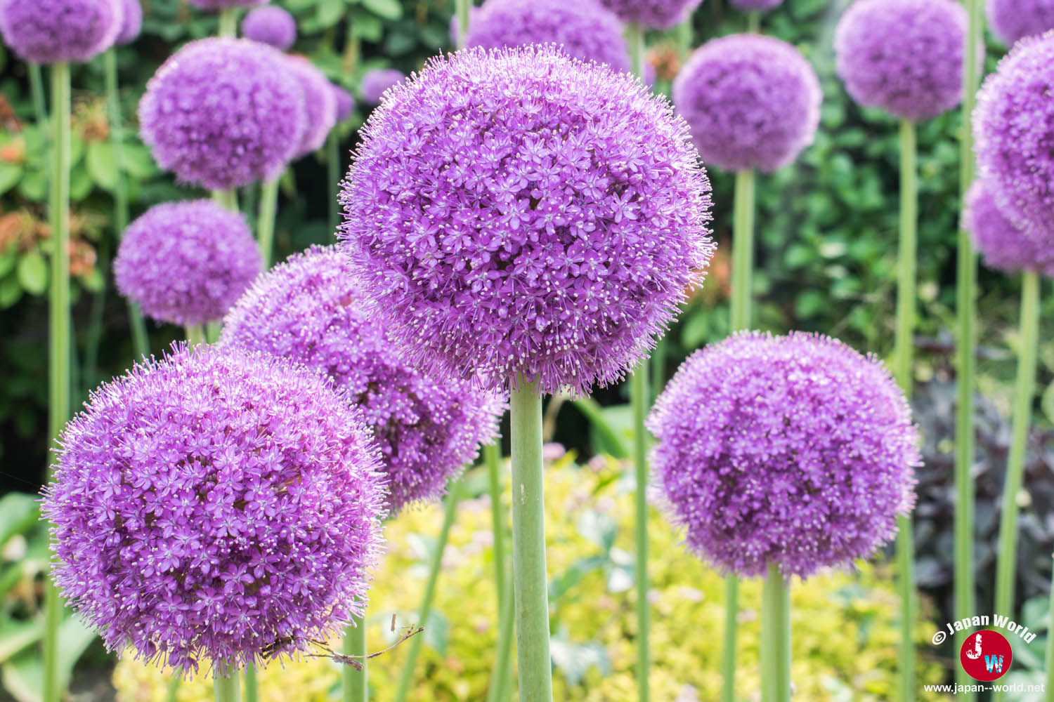 Alliums violets en fleurs au Kuju Flower Park