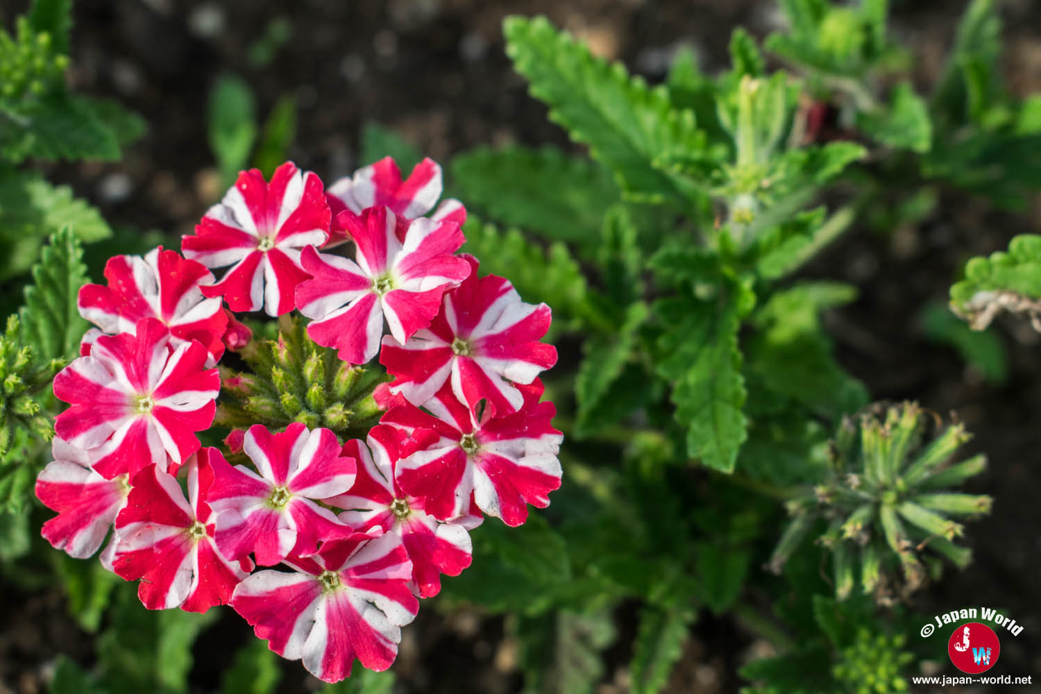 Verveine rouge et blanche en fleurs au Kuju Flower Park