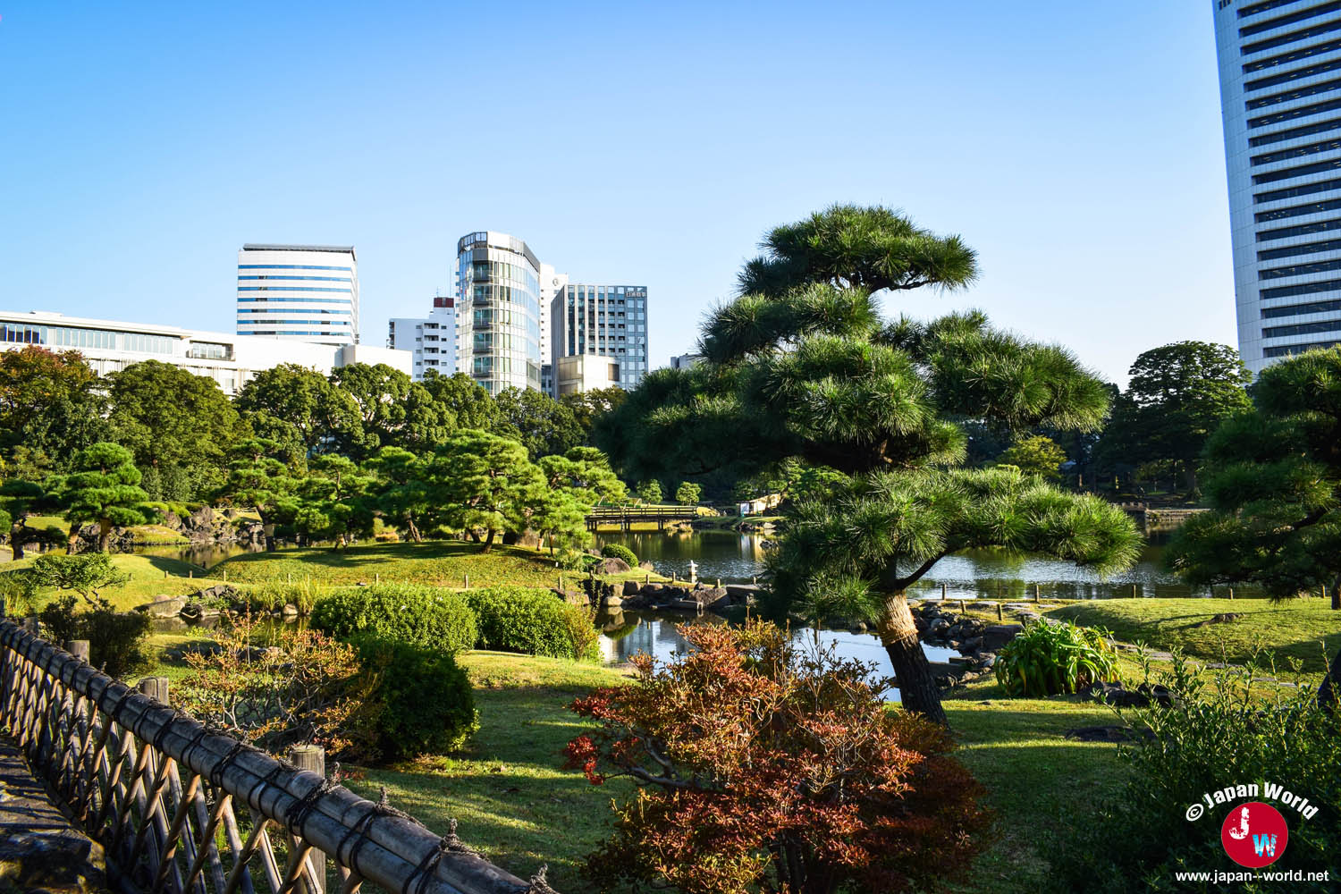 Pin taillé surplombant l'étang du jardin Kyu-Shiba-rikyu Onshi Teien à Tokyo