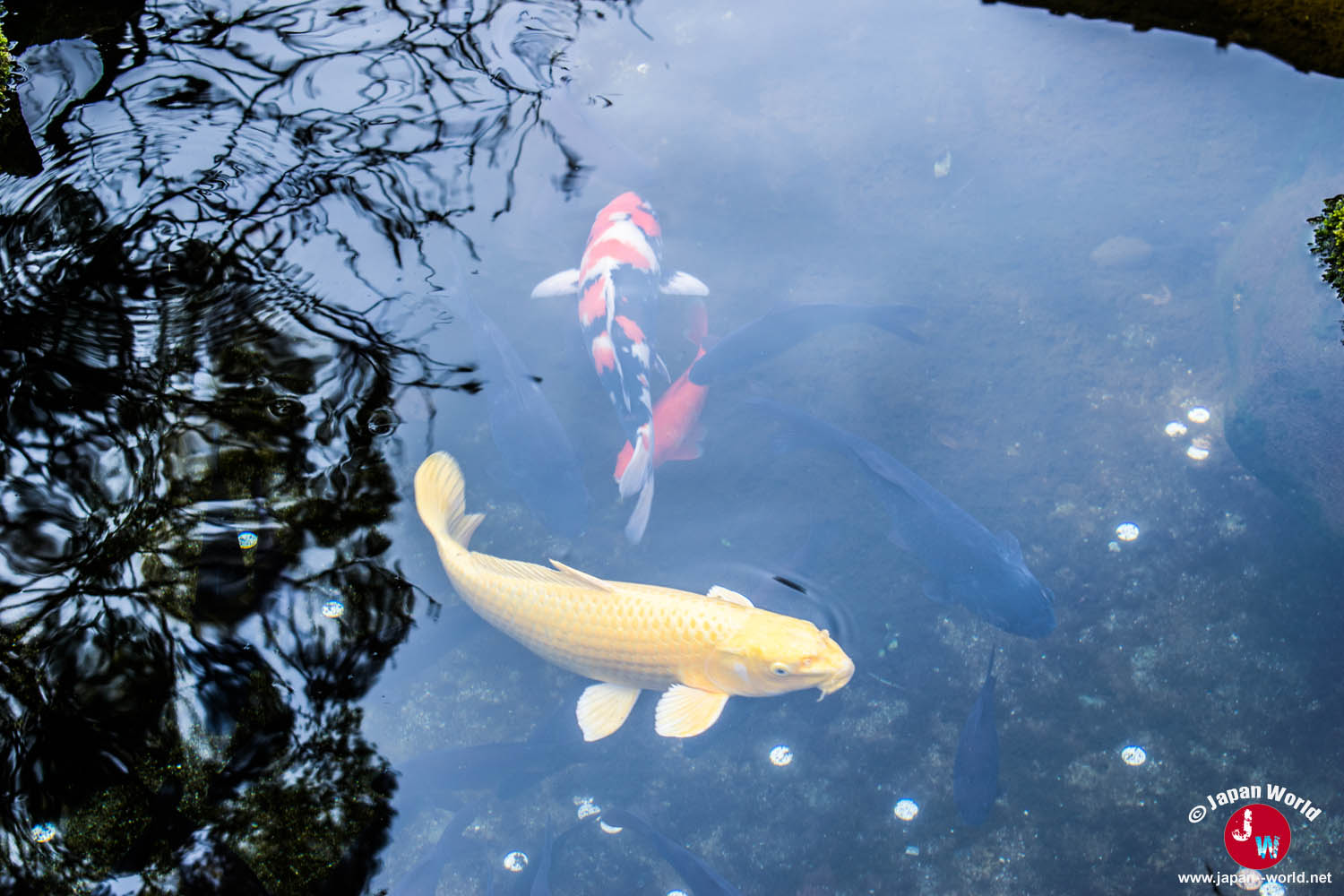 Carpes koï dans un bassin du sanctuaire Dazaifu Tenman-gu