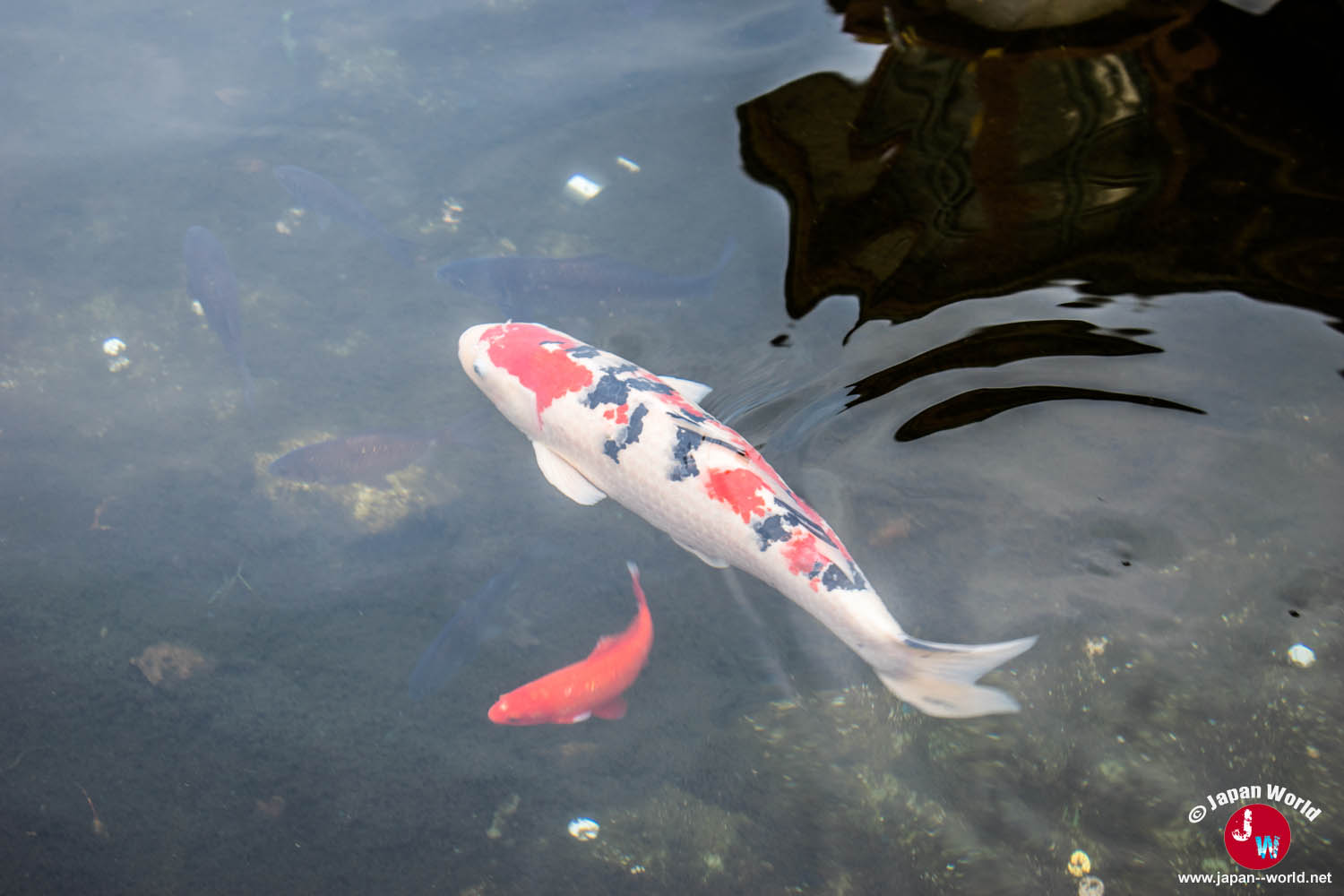 Carpe koï dans un bassin du sanctuaire Dazaifu Tenman-gu