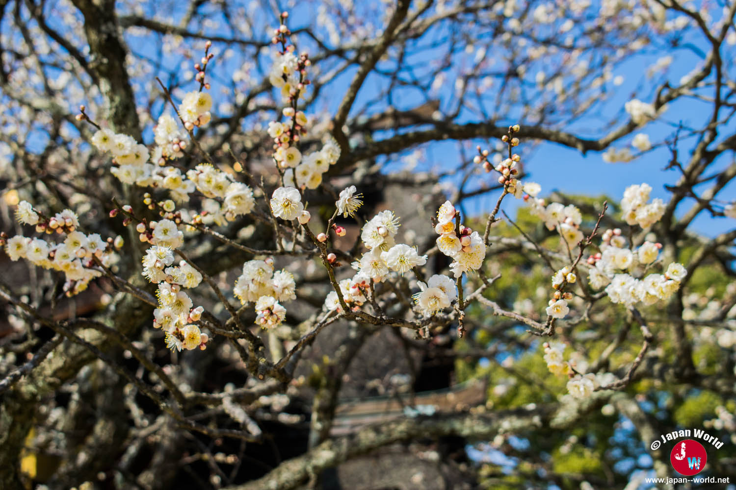 Fleurs de prunier blanches à Dazaifu Tenman-gu