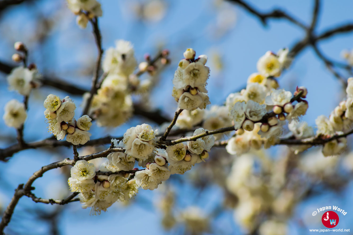 Fleurs blanches de prunier à Dazaifu Tenman-gu