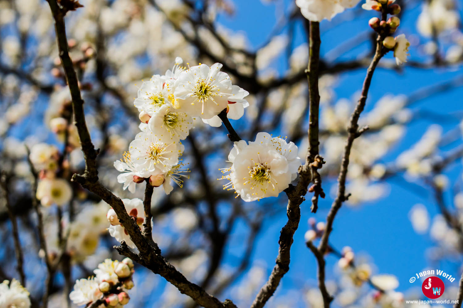 Fleurs de prunier blanches sous le ciel bleu à Dazaifu Tenman-gu