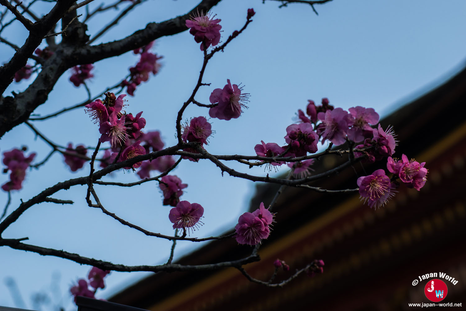 Fleurs de prunier roses à Dazaifu Tenman-gu