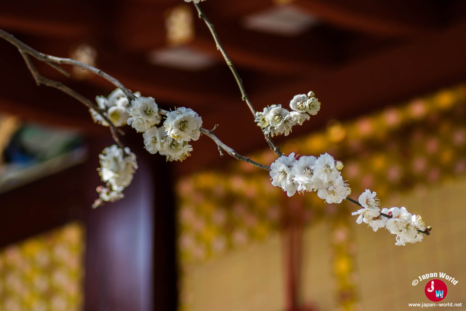 Branche de prunier en fleurs à Dazaifu Tenman-gu