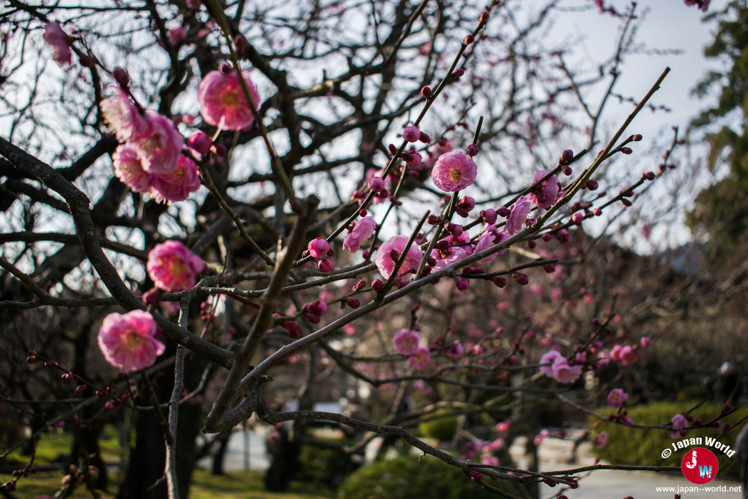 Fleurs de prunier roses à Dazaifu Tenman-gu