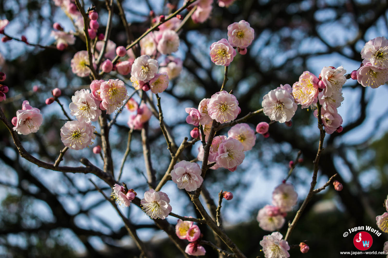 Fleurs de prunier roses en gros plan à Dazaifu Tenman-gu
