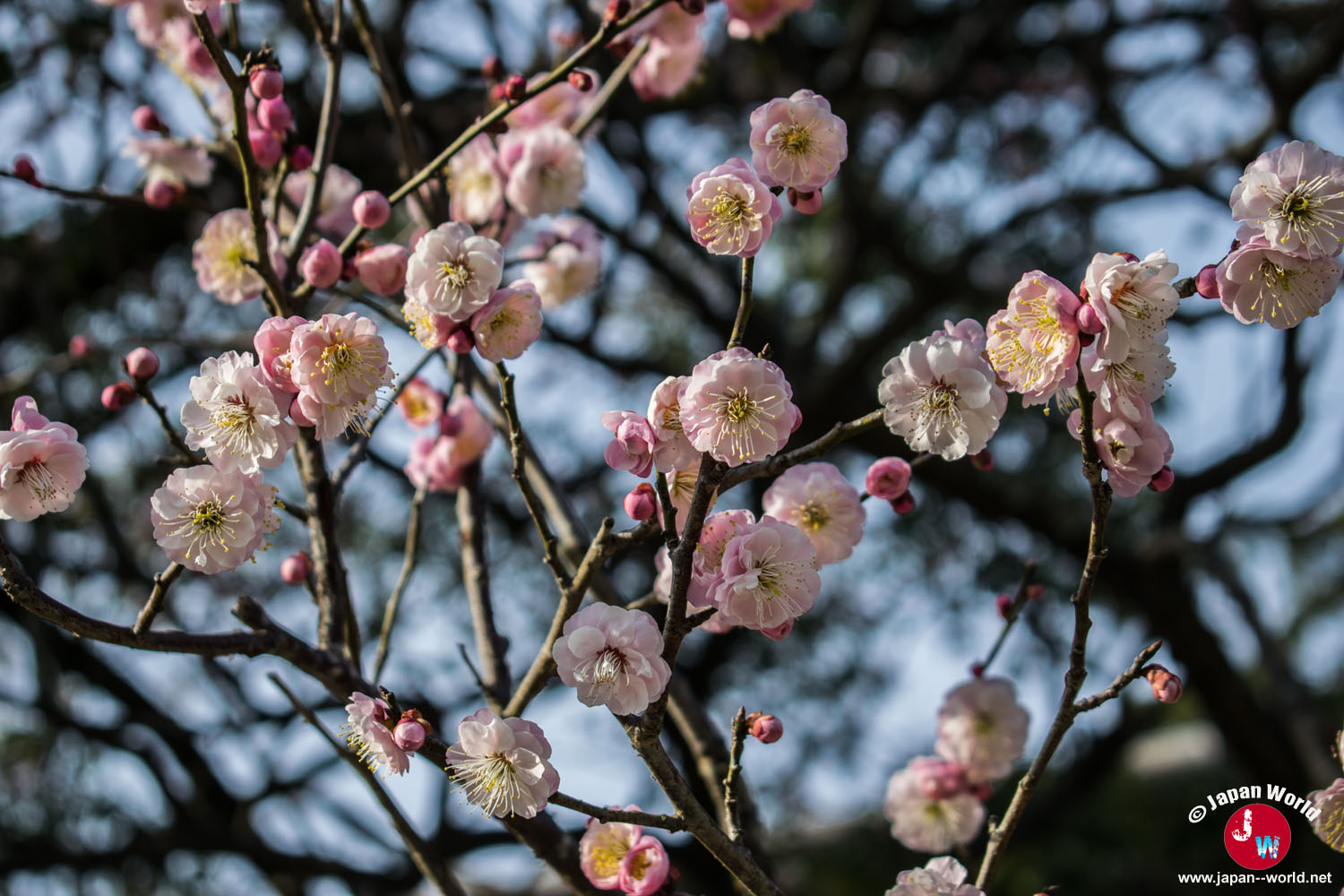 Branches de prunier rose en fleurs à Dazaifu Tenman-gu