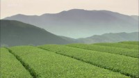360° Geo - Japon, la voie du thé Image 1