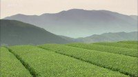 360° Geo - Japon, la voie du thé Image 1