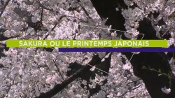 Sakura ou le printemps japonais Image 1