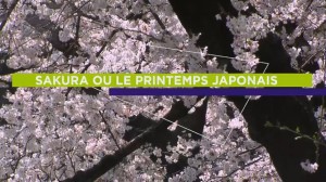Sakura ou le printemps japonais Image 1
