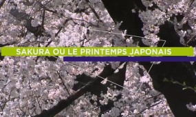 Affiche du documentaire Sakura ou le printemps japonais