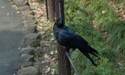 Tokyo et ses corbeaux : ces oiseaux qui marquent le paysage urbain