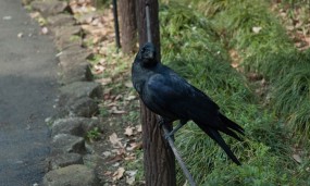 Tokyo et ses corbeaux : ces oiseaux qui marquent le paysage urbain