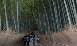 La bambouseraie d'Arashiyama