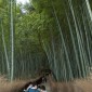 La bambouseraie d'Arashiyama Image 1