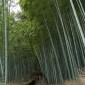 La bambouseraie d'Arashiyama Image 2
