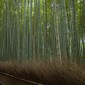 La bambouseraie d'Arashiyama Image 3