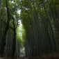 La bambouseraie d'Arashiyama Image 4