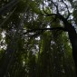 La bambouseraie d'Arashiyama Image 5