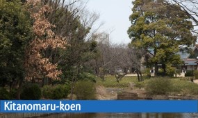 Le parc Kitanomaru à Tokyo avec ses couleurs de fin d'automne