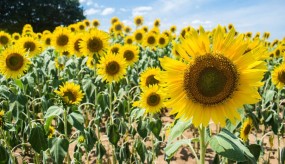 Les tournesols de l'île de Nokonoshima à Fukuoka