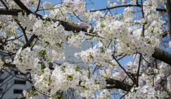 Hanami : l’art japonais d’admirer la beauté éphémère