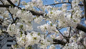Hanami : l’art japonais d’admirer la beauté éphémère