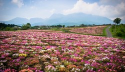 Kuju Flower Park : une escapade florale au cœur d’un parc enchanteur