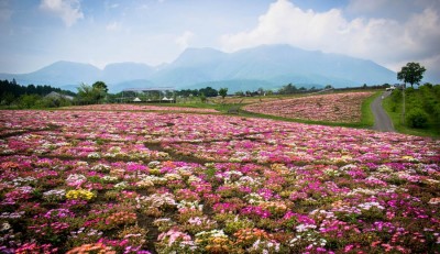 Kuju Flower Park Image 1