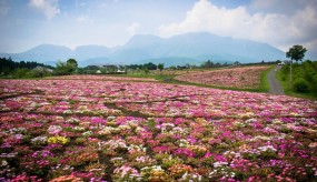 Le parterre de fleurs à Kuju Flower Park