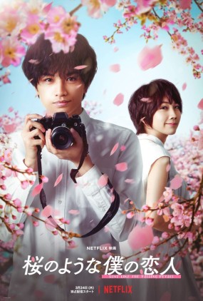 Sakura no Yona Boku no Koibito Image 1