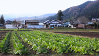 Fukushima : Les voix silencieuses