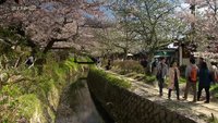 Sakura ou le printemps japonais